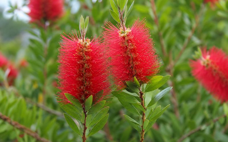 Close-up of red Little John bottle brush flowers showing numerous stamens at stem tips