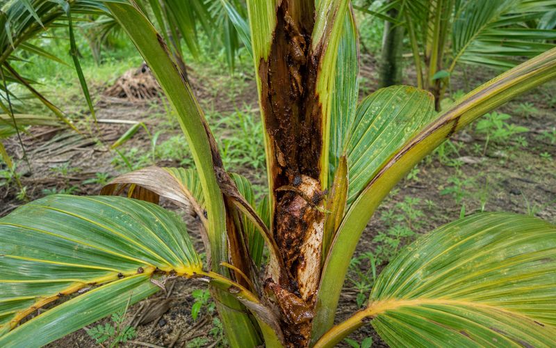 Red palm weevil and rhinoceros beetle infestation on a coconut tree sapling
