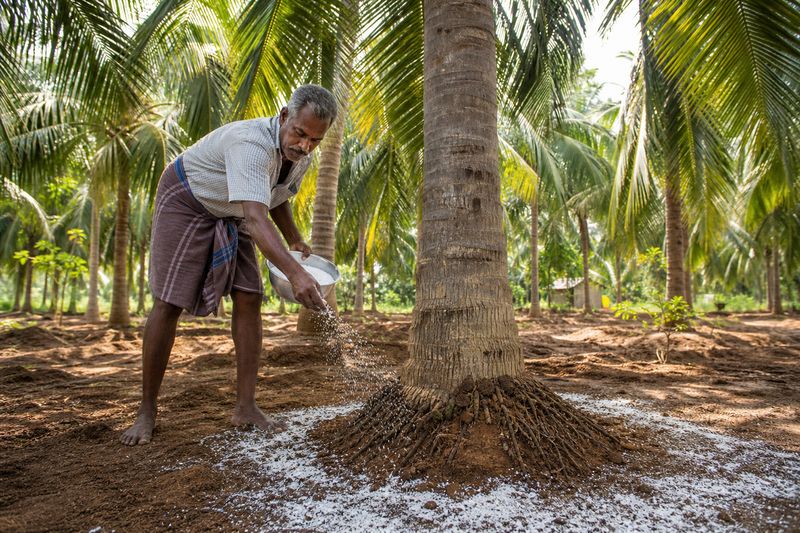 Farmer applying rock salt around the base of a coconut tree in a tropical farm