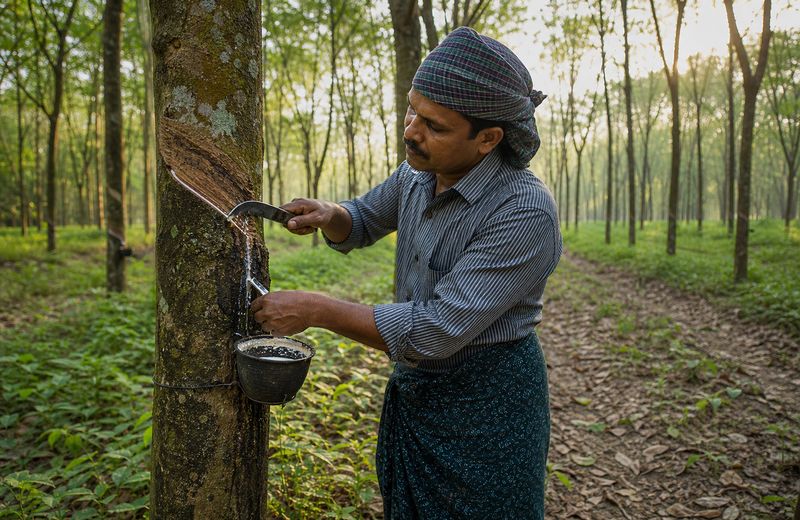 Rubber tapping in Kerala as farmers wait for domestic tire industry demand