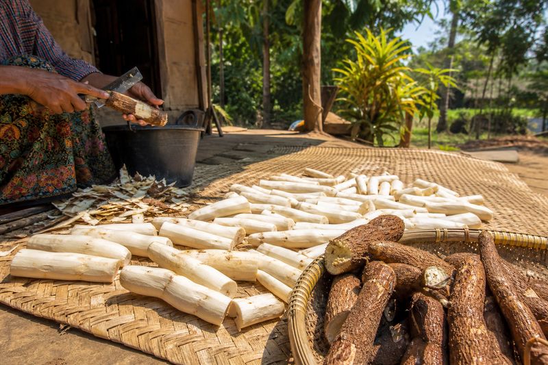 Fresh tapioca roots peeled and drying in sunlight before safe cooking