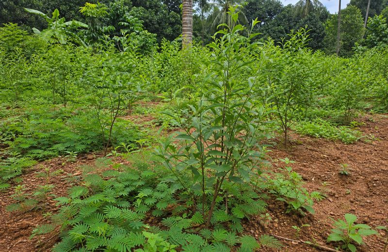Sandalwood farming in Kerala with young Santalum album saplings and host plants