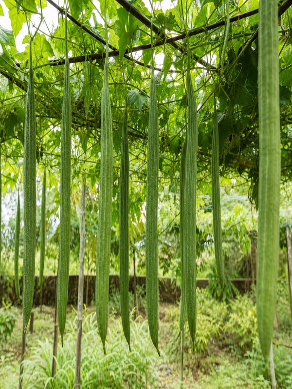 Long snake gourd variety growing naturally on a farm vine without a stone tied to the tip