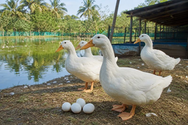 Snow White duck breed raised for eggs and meat on a Kerala duck farm