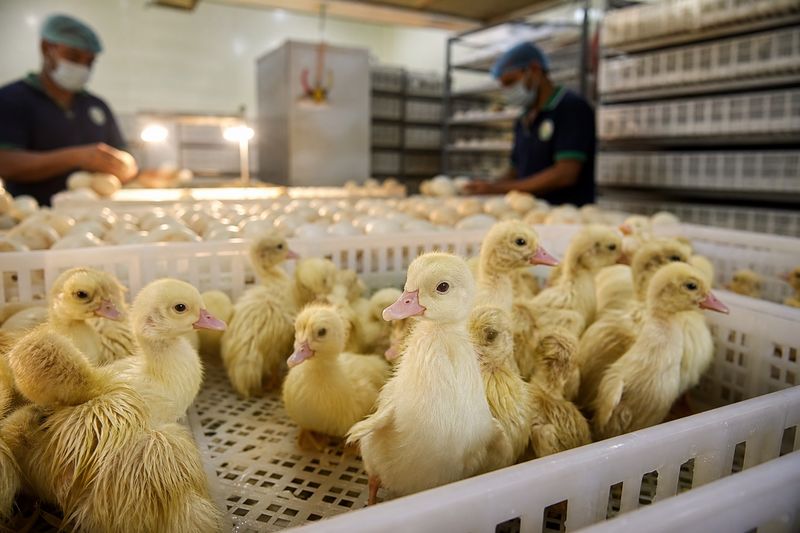 Pure white Snow White ducklings hatching inside a duck farm hatchery