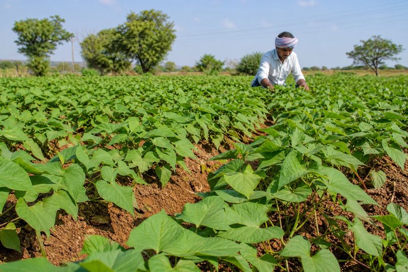 Sweet potato farming field showing nutritious tubers rich in carotenoids and fiber