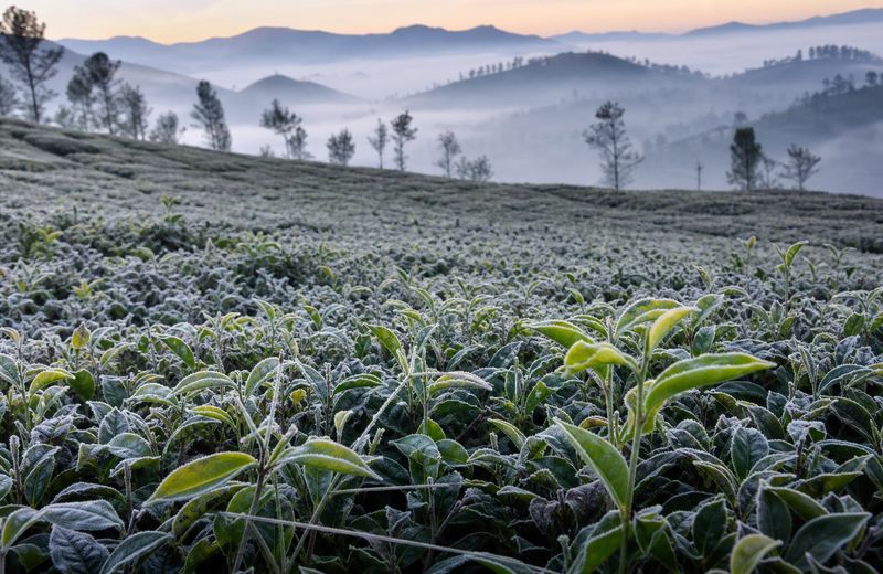 Tea estate in Idukki and Wayanad affected by cold temperatures and frost