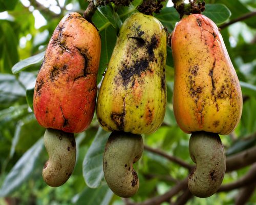 Tea mosquito bug damage on cashew fruits showing cracks and black fungal spots