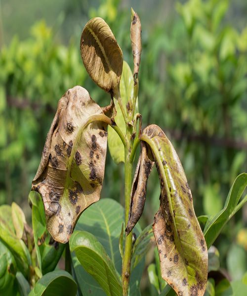 Browning and black fungal spots on leaves and stems caused by tea mosquito bug infestation
