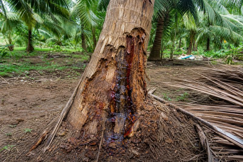 Thanjavur wilt symptoms on coconut tree trunk with reddish liquid oozing near the base