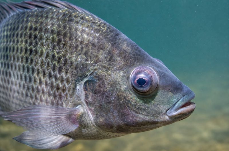 Tilapia fish with pop-eye disease showing bulging eye