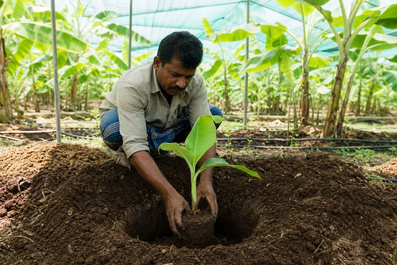 Tissue culture banana sapling being planted in a prepared pit in a farm field