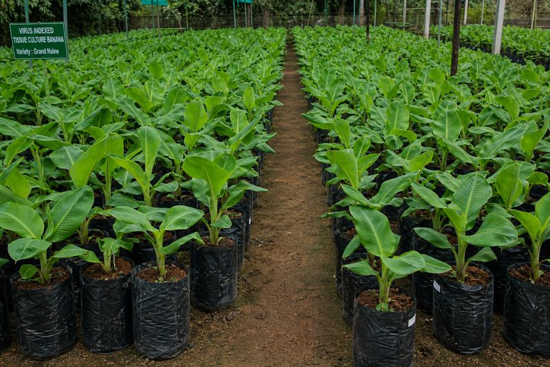 Virus-indexed tissue culture banana saplings available at Kannara Banana Research Station Thrissur