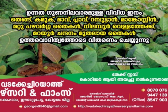 High-Quality Fruit, Teak & Sandalwood Saplings – Vadakechirayath Nursery & Farms