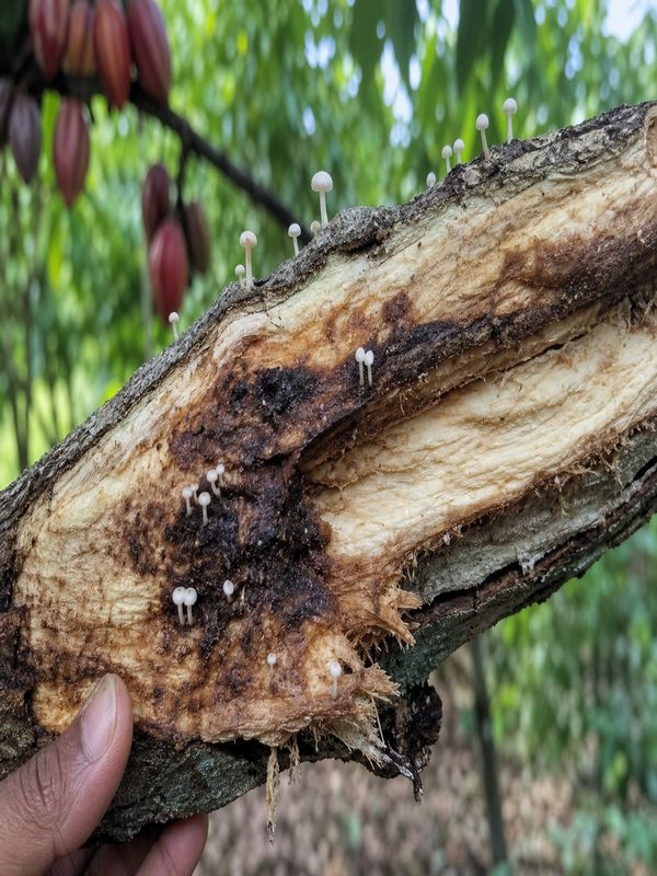 Brown discoloration inside cocoa branch caused by Vascular Streak Dieback fungus
