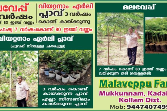Vietnam Early Jackfruit & Malaveppu Plants – Fruits in 3 Years | Kollam