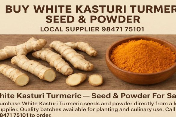 White Kasturi Turmeric – Seed & Powder For Sale
