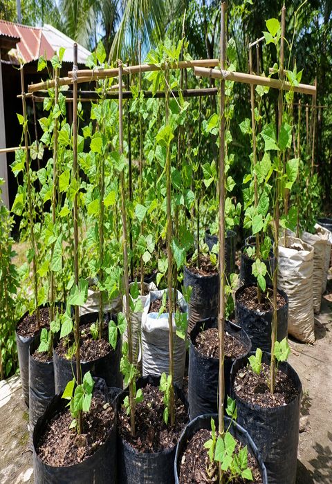Winged bean cultivation in grow bags and sacks showing trellis support and vine growth