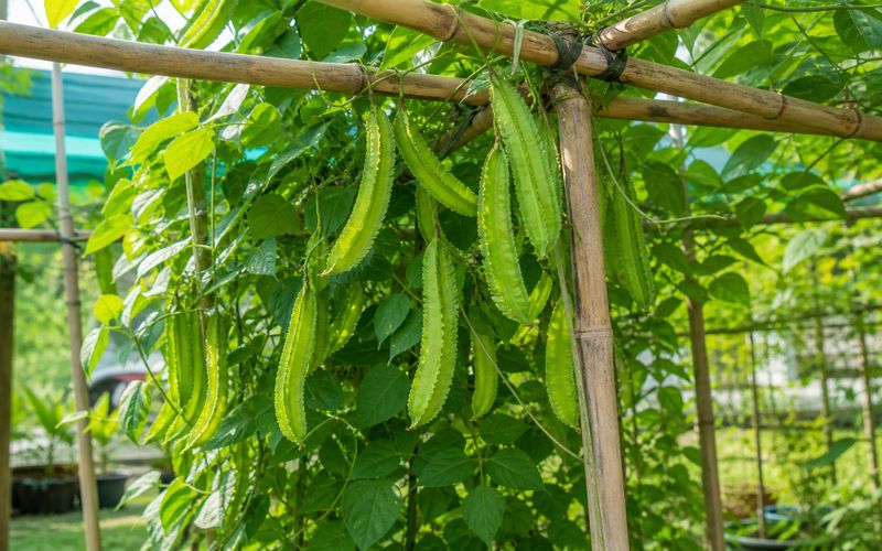 Winged bean plant with pods growing on a trellis in a home garden