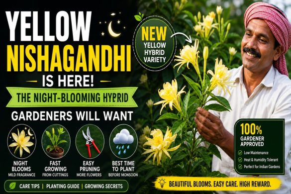 Yellow Nishagandhi Is Here: The Night-Blooming Hybrid Gardeners Will Want
