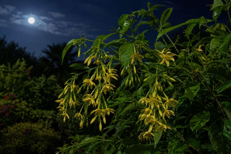 Yellow Nishagandhi hybrid flowers blooming at night in drooping clusters