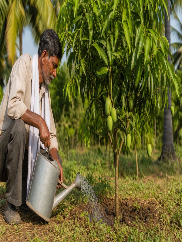 Farmer watering a young mango tree to prevent fruit drop