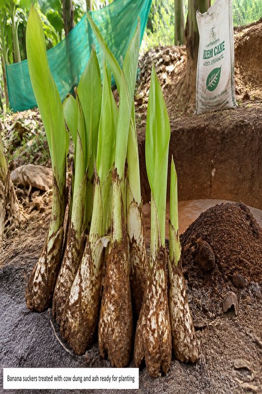 Healthy banana suckers prepared with cow dung and ash treatment before planting in March