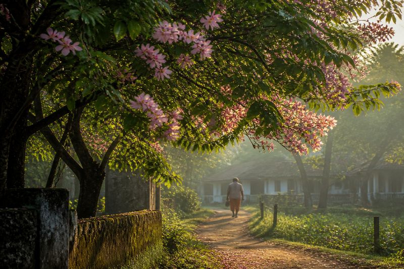 Blooming flowering tree with morning dew and sunbeam representing flower memories