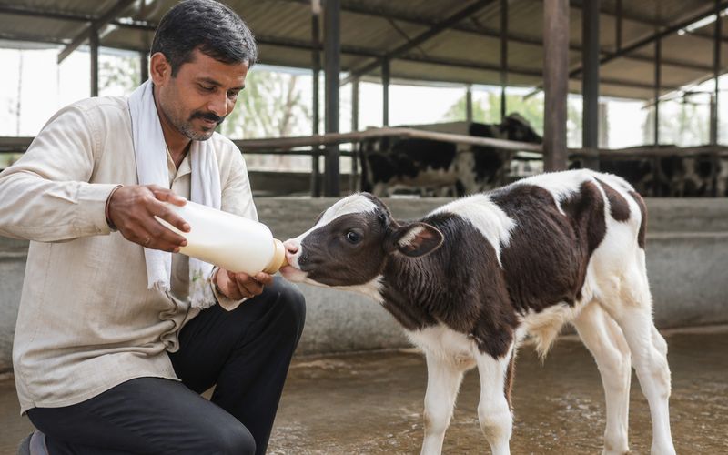 Crossbred calf drinking milk replacer from a nipple bottle on a dairy farm