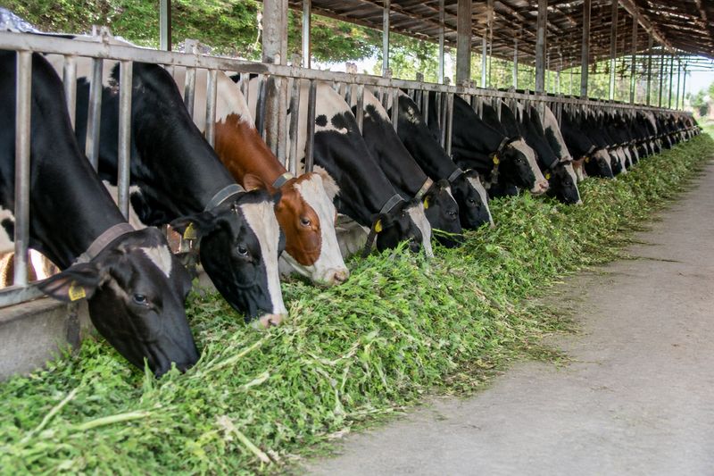 Cattle eating chopped fodder during a gradual feed change for better digestion and milk quality
