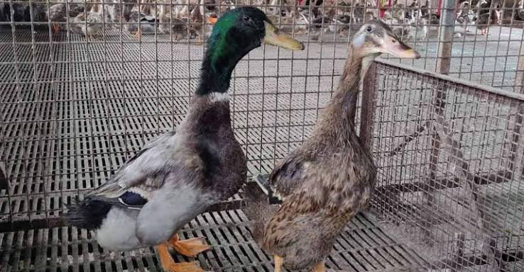 Chaitra hybrid duck breed suited for Kerala rural backyard poultry farming