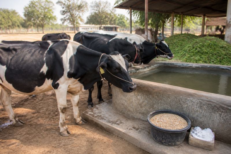 Clean water trough and mineral mixture prepared for dairy cattle feeding management