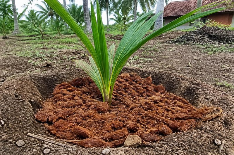 Coconut sapling planted in a prepared pit with coir pith mulch for summer moisture retention