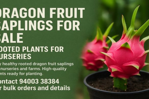 Dragon Fruit Saplings for Sale – Rooted Plants for Nurseries & Farms