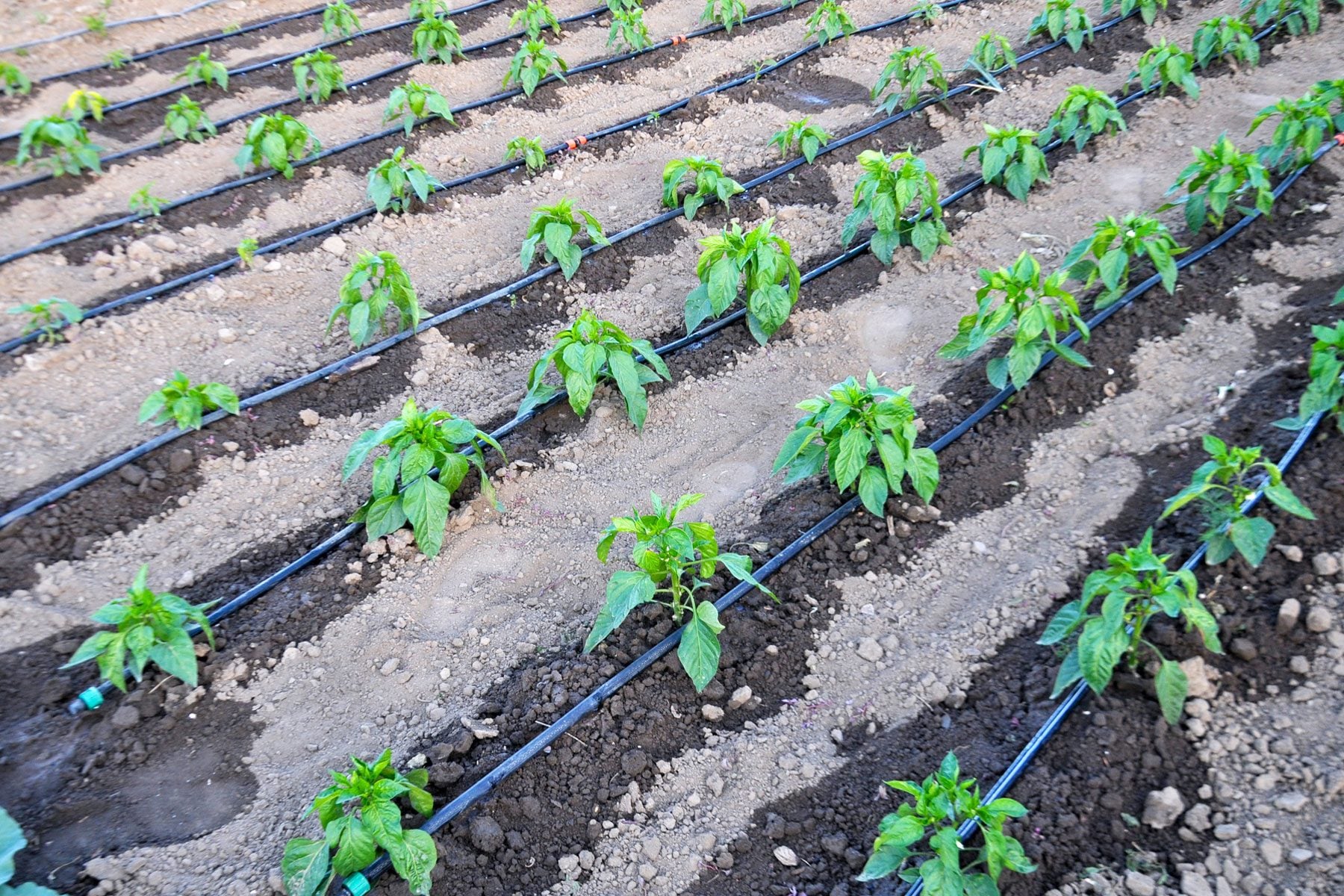 Drip irrigation system watering summer crops in a dry farm field