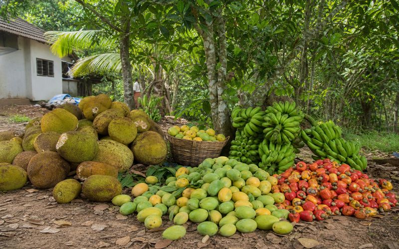 Fallen jackfruit mango banana and cashew fruits showing fruit wine potential in Kerala farming