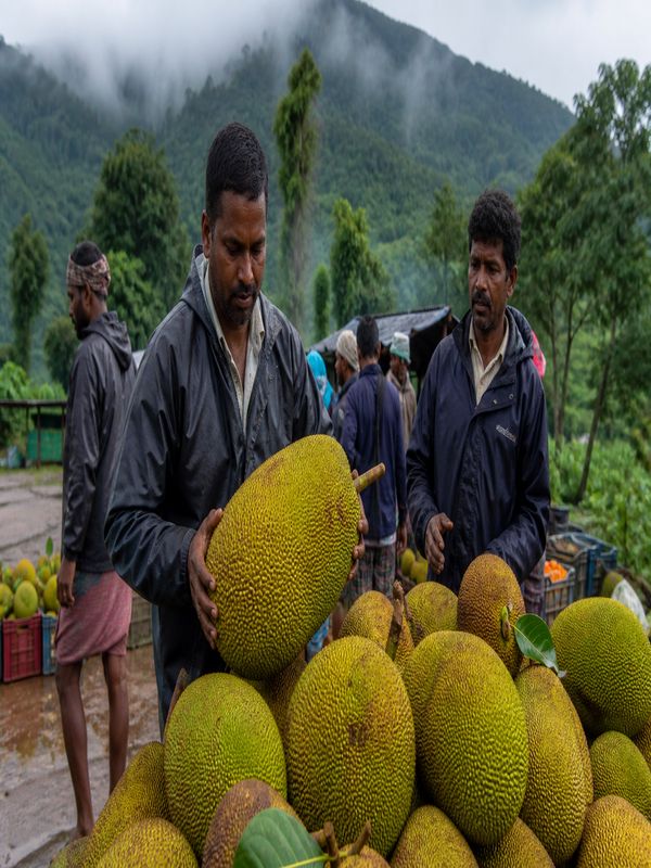 Large jackfruit harvest in a hilly village market showing farmers and forest jackfruit