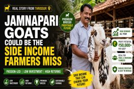 Jamnapari Goat Farming: How Premium Breeds Became a High-Value Side Income