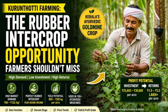 Kurunthotti Farming: A Rubber Intercrop With Rising Ayurvedic Demand