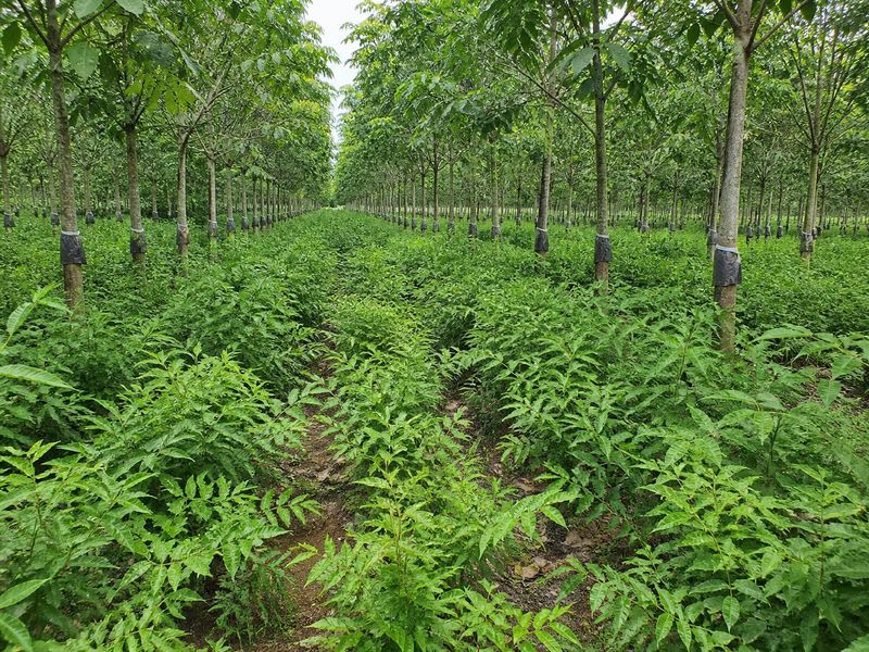Kurunthotti plants growing as a medicinal intercrop between young rubber trees in Kerala