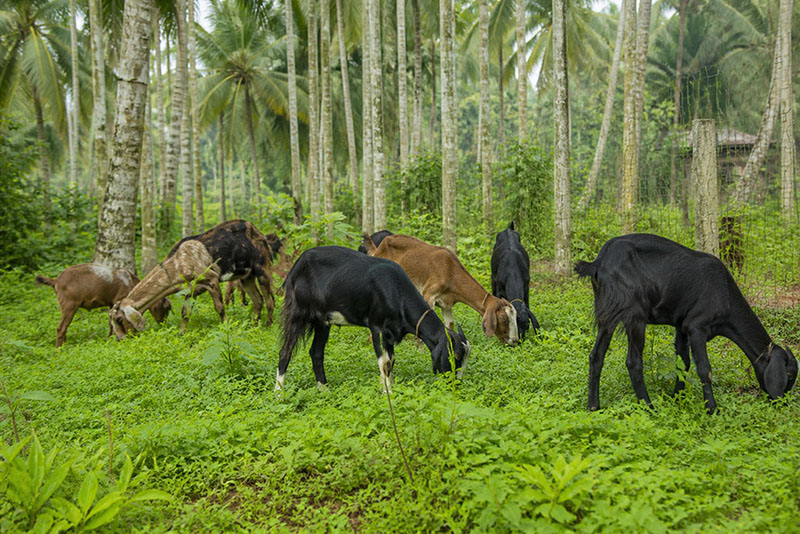 Malabari goats on a Kerala farm showing the native breed recommended for farmers