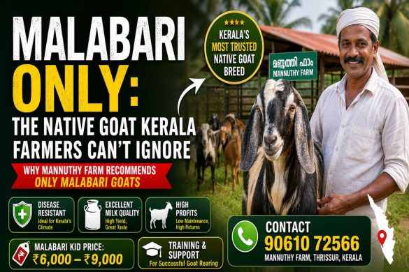 Malabari Goat: Kerala’s Native Breed for Steady Farm Income