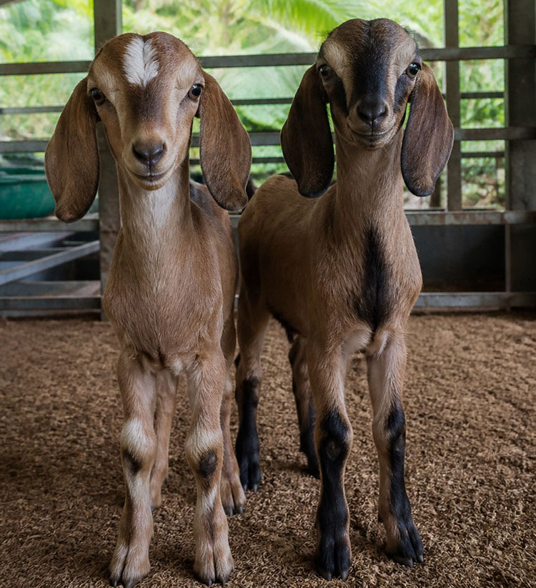 Young Malabari goat kids at Mannuthy farm for native goat breed conservation in Kerala