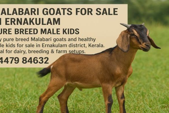 Pure Breed Malabari Goats for Sale in Ernakulam, Kerala