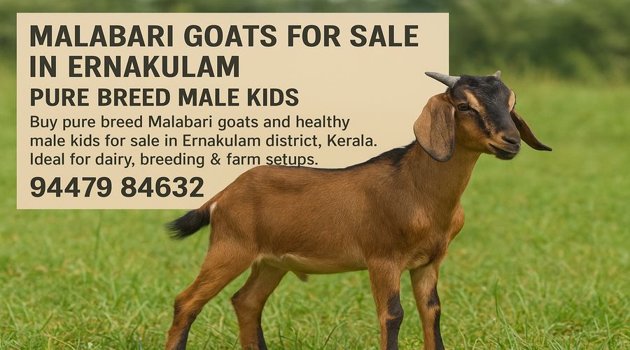 Pure breed Malabari goats and male kids for sale in Ernakulam Kerala