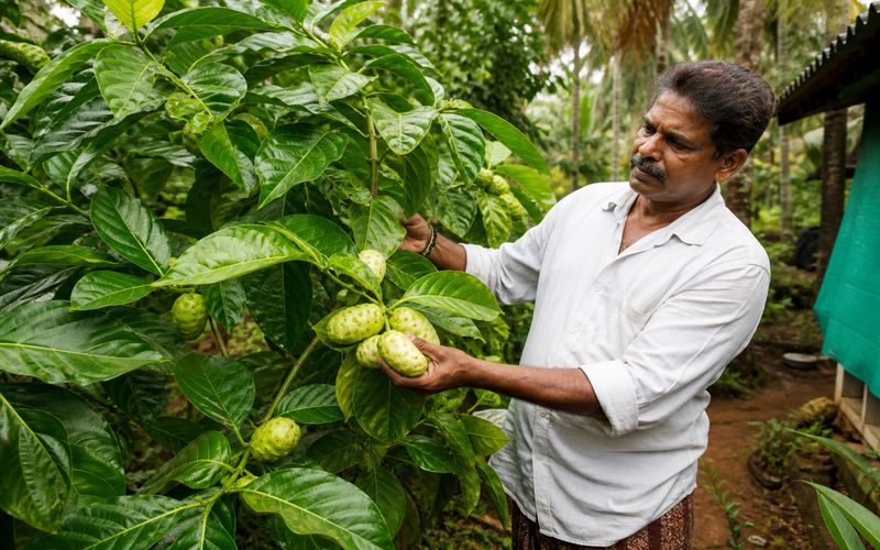 Noni farming in a Kerala homestead with mature Noni fruit trees and organic cultivation