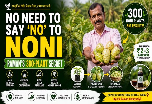 Noni Farming in Kerala: How C.V. Raman Built a 300-Plant Income Crop