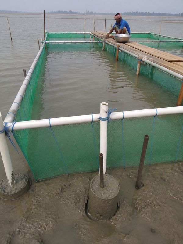 Open pen aquaculture net construction with HDPE net PVC pipe supports and iron pegs in shallow water