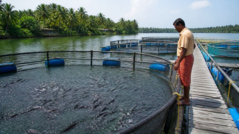 Pen culture fish farming setup in a calm backwater using nets and floating walkways