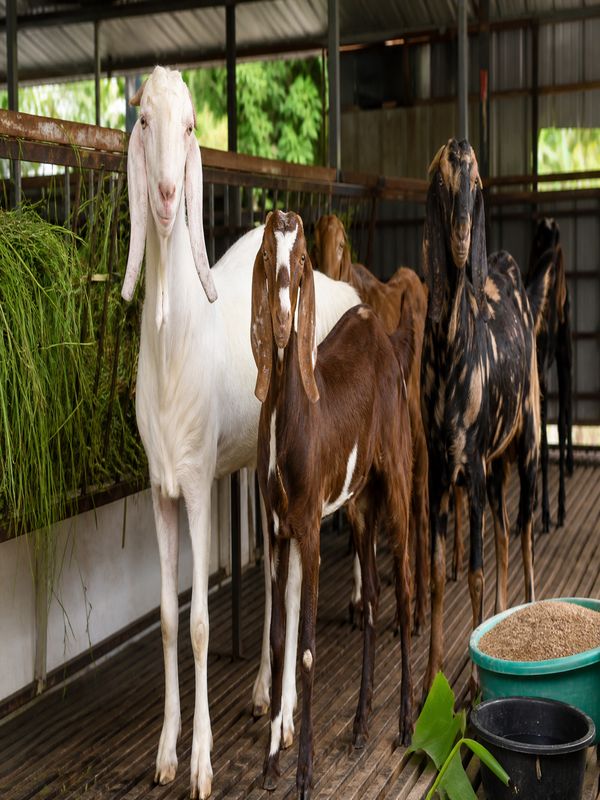 Premium Jamnapari Sirohi and Hyderabadi goats in a clean kennel style goat shed in Kerala